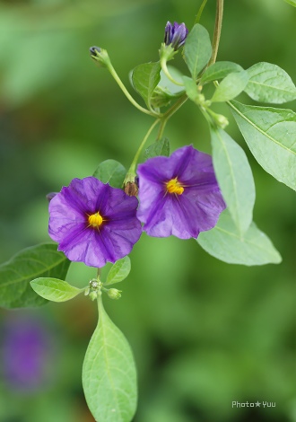 夏の終わりの花の美術館（1）_b0078874_10424192.jpg