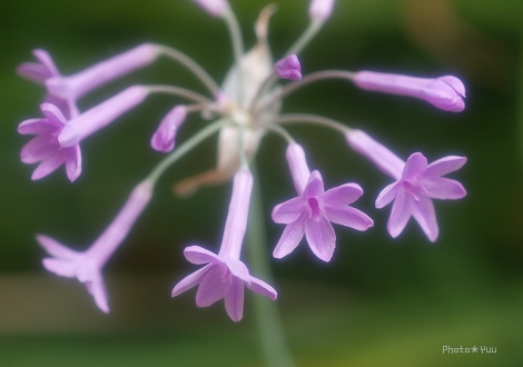 夏の終わりの花の美術館（1）_b0078874_1046044.jpg