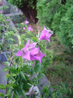 c0052304_430497.jpg