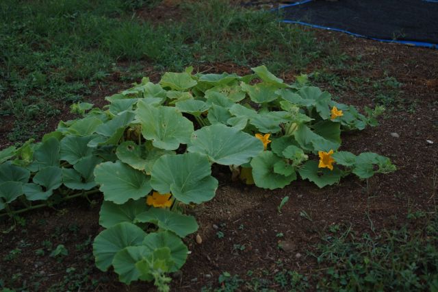 ハロウィンかぼちゃ栽培計画 報告 花増えた 野菜づくりって面白そう