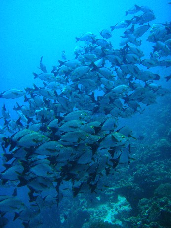 f0043911_168276.jpg