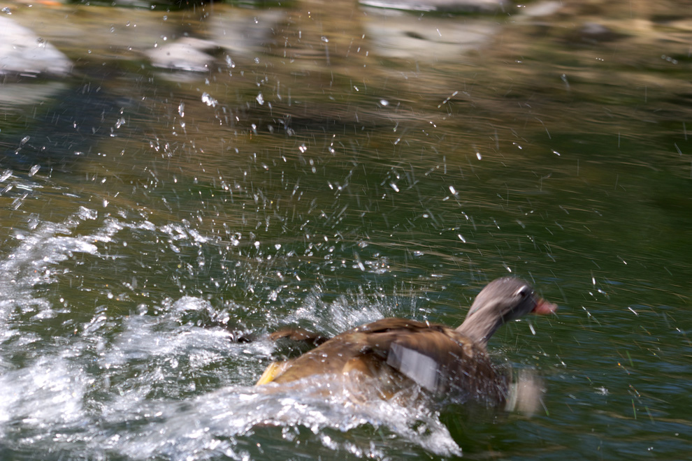 長い1日～花鳥園1～_c0119613_11431694.jpg