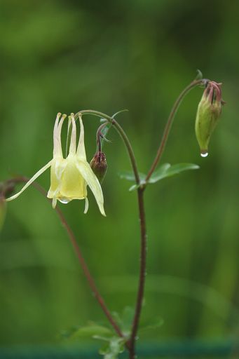 雨の麦草峠の花_a0040021_9561288.jpg