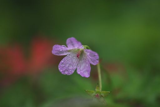 雨の麦草峠の花_a0040021_958999.jpg