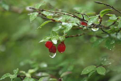 雨の麦草峠の花_a0040021_9595776.jpg