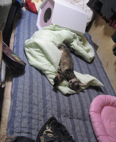 布団をかぶるお利口なネコ 長猫日記 布団をかぶるお利口なネコ 長猫日記
