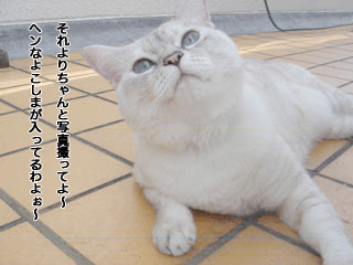 f0116546_2311175.gif