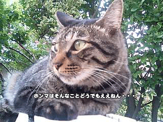 f0116546_23155666.gif
