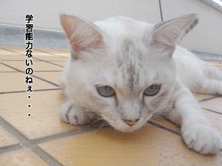 f0116546_23958.gif