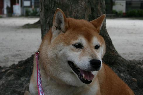 せっかく大阪に。。。_c0049950_19485621.jpg