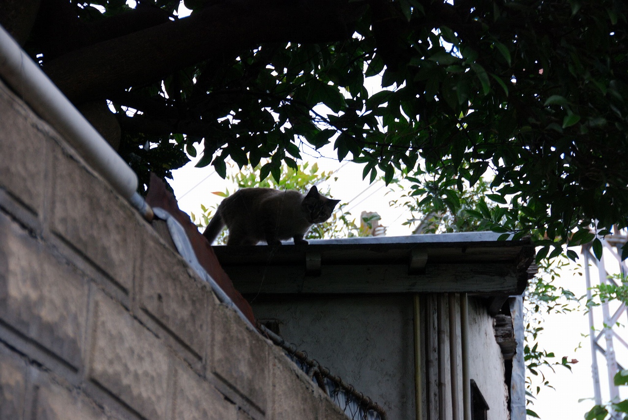 2007/9/02(日)　尾道犬とらさん登場！_f0137351_7562818.jpg