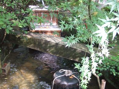 季節の一品　鮎の塩焼き_c0078659_0252860.jpg