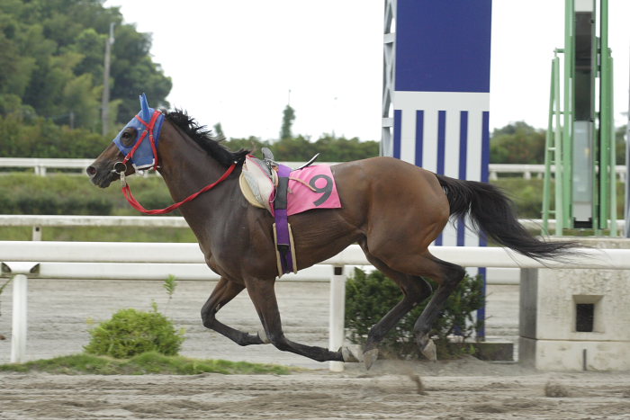 2007年9月1日（土） 高知競馬 8R レース_a0077663_7264079.jpg