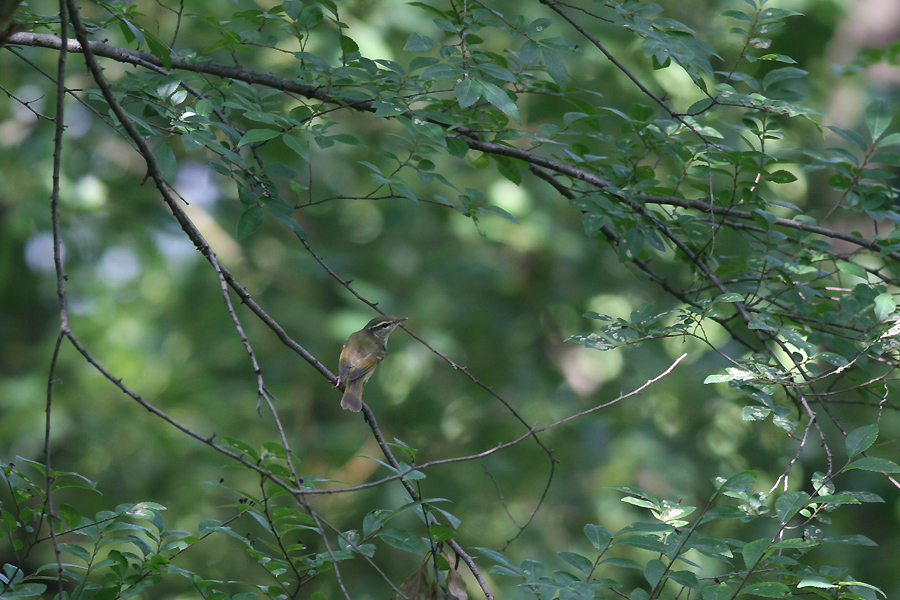 コサメビタキ Brown Flycatcher_e0071575_774129.jpg