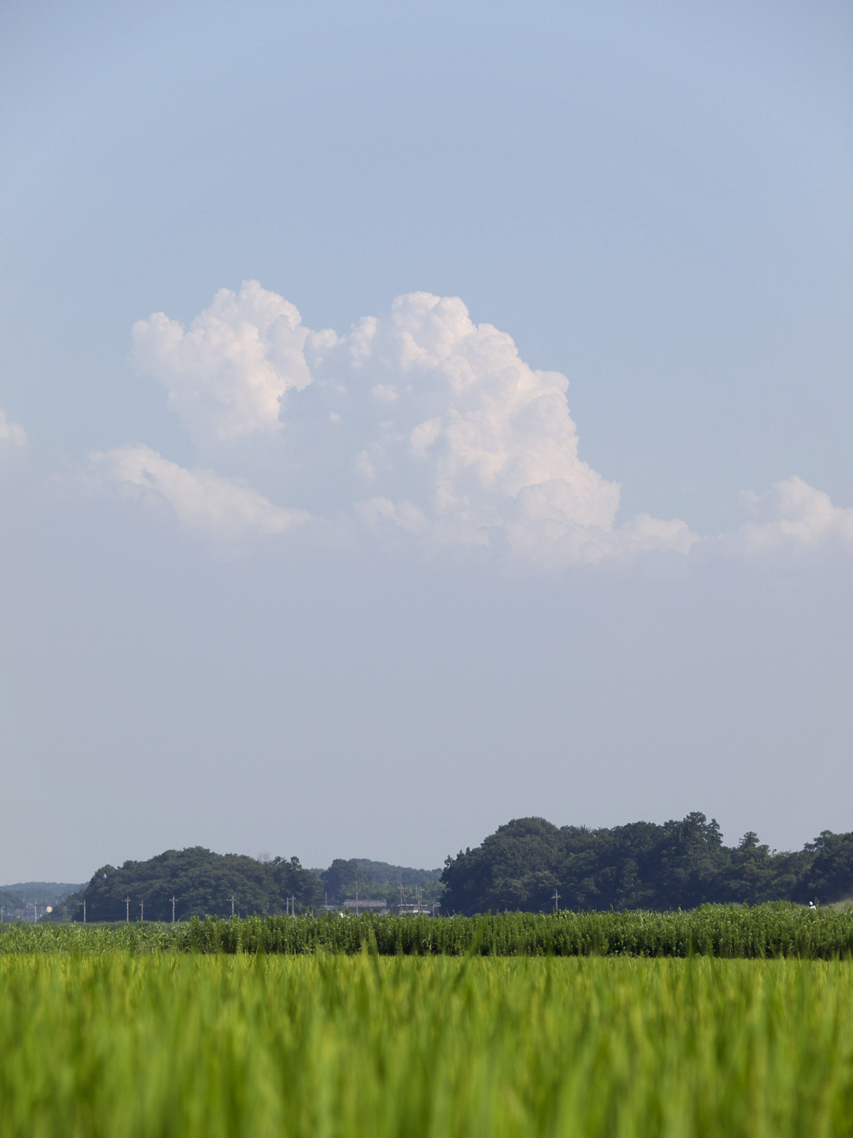 田園の夏_f0121181_23392629.jpg