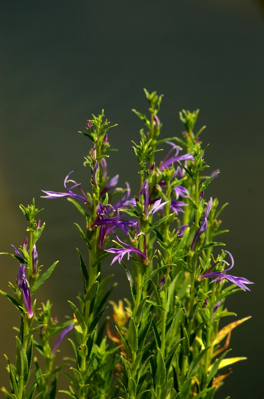 Lobelia sessilifolia_f0014283_1016589.jpg