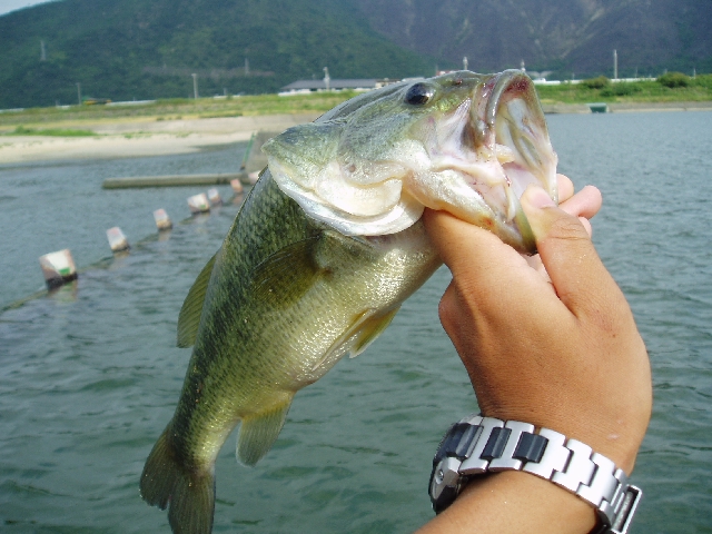 9月3日 千種川釣行 : ニッシーのバス釣り道場
