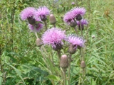 e0022903_21543361.jpg