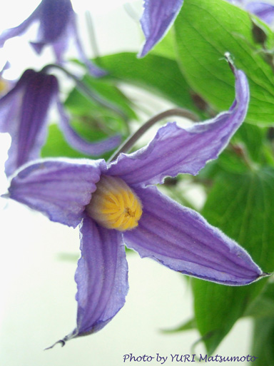 今日の出会いは 甘い香りのクレマチス Flower Supplement Flowering For The Comfort Living 日々の生活を 心を豊かにする花の世界