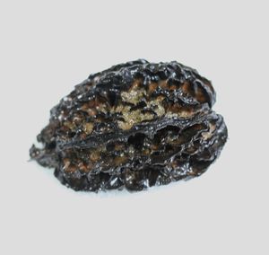 エンブレムロゴ バタグルミ化石　土付き⑨ アンティーク/コレクション