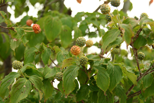 d0055236_1240858.jpg