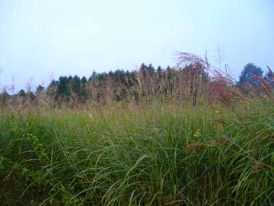 b0045357_10455246.jpg
