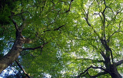 e0035757_21375293.jpg