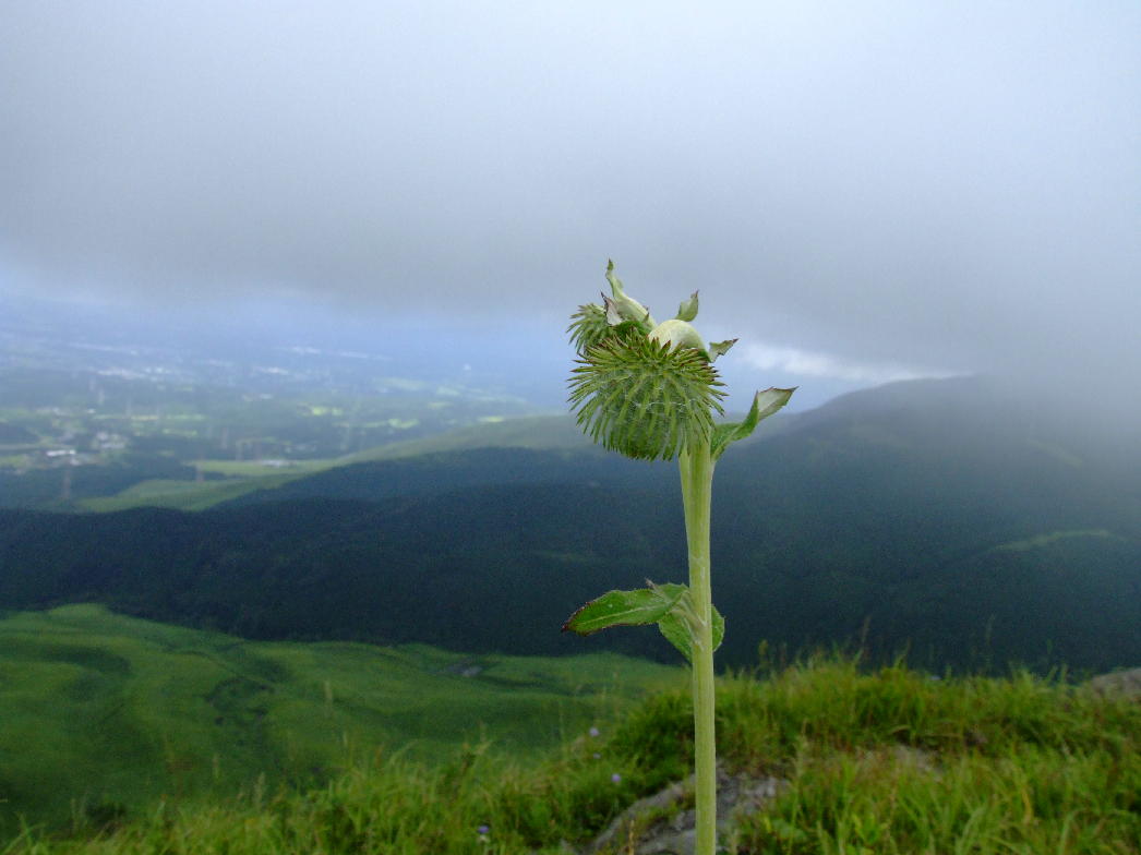 花野の便り_d0105063_20442067.jpg