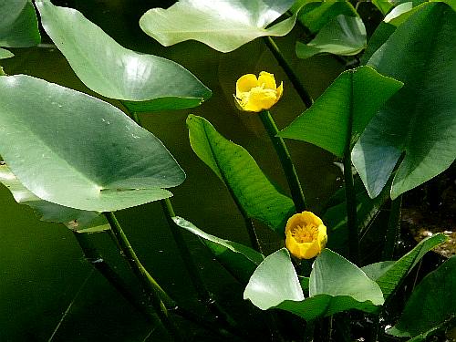 コウホネ 河骨 スイレン科 野に咲く北国の花