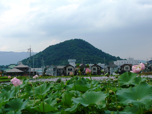 本薬師寺跡の蓮とホテイアオイの景色_d0042474_18244947.jpg