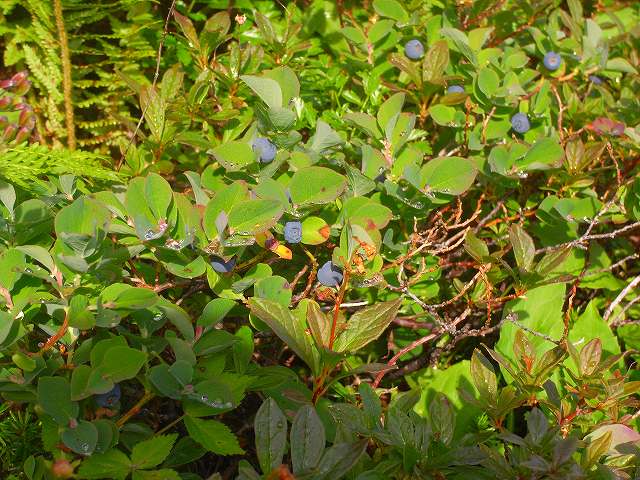 8月30日富良野岳の花１_f0138096_12321872.jpg