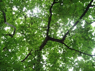 c0017505_11254657.jpg