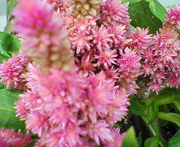 d0065116_2023277.jpg