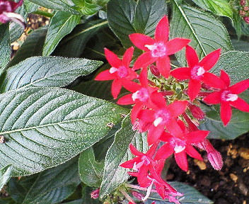 d0065116_203446.jpg