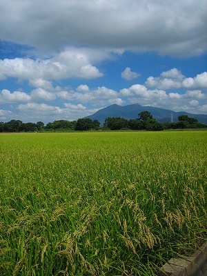 筑波山と稲穂_b0100229_11444274.jpg
