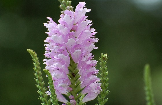 e0056537_2135715.jpg