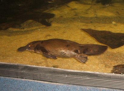 オーストラリア旅行 シドニー水族館 動物園 閑遊閑吟