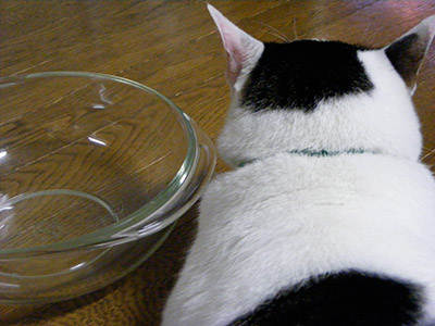 ガラスのねこ鍋に挑戦。_a0028451_1351716.jpg