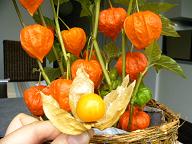 Physalis ～ほおずき～_f0097363_20163251.jpg