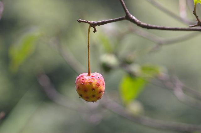 e0070891_20123297.jpg