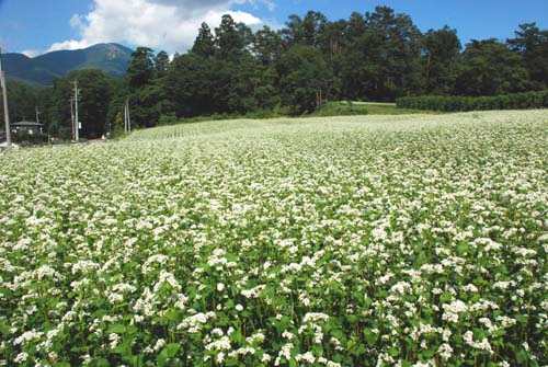 高原の裾野が花盛り_e0120896_2142407.jpg