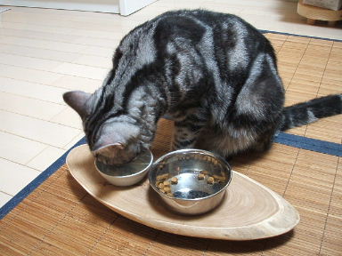 ネコの食、ニンゲンの食_b0114004_21213649.jpg