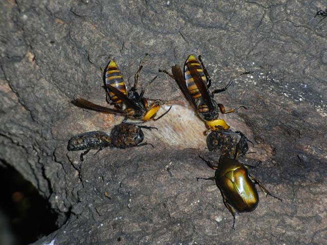 よく言えば「ヒョウ柄」、悪く言えば「油まみれ」_b0025008_16184987.jpg