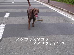 痩せた犬たち_b0113725_2052239.jpg