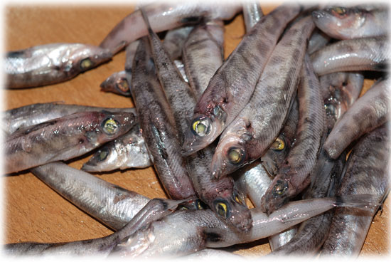 小魚の丸干しを作りましょう メヒカリを干物にしましたよ 魚屋三代目日記