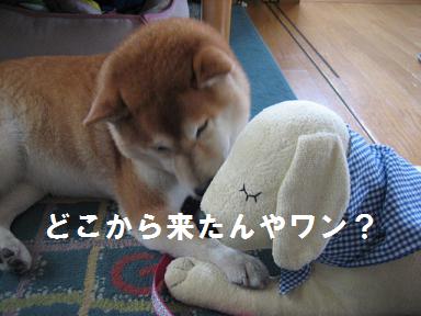 むか~しの音楽を掘り起こして ♪_c0049950_1457714.jpg