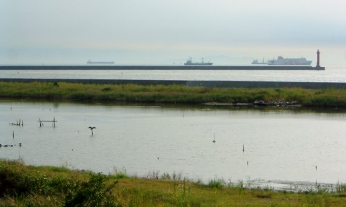 大阪南港野鳥園_d0049152_12311632.jpg