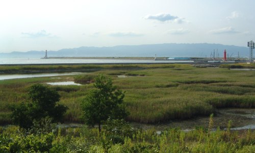 大阪南港野鳥園_d0049152_12312890.jpg