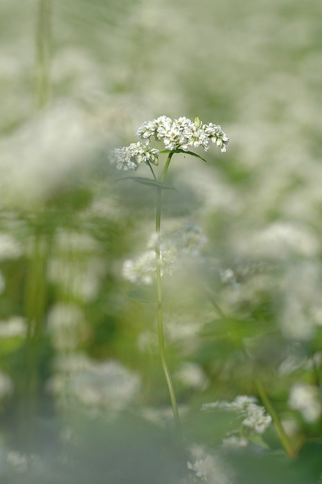 蕎麦の花と生き物たち_c0050853_20435670.jpg