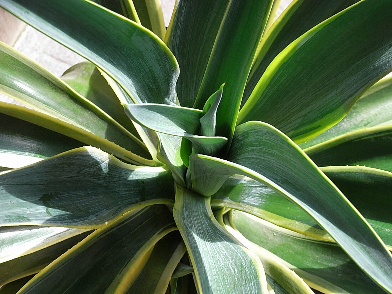 agave _e0119856_2344978.jpg